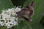 Gammaeule (Autographa pulchrina)