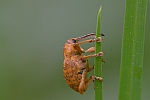 Haselnussbohrer (Curculio nucum)