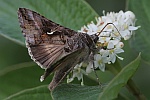 Gammaeule (Autographa pulchrina)