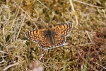 Wegerich-Scheckenfalter (Melitaea cinxia)