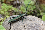 Moschusbock (Aromia moschata)