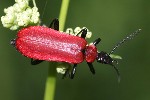 Scharlachroter Feuerkfer (Pyrochroa coccinea)