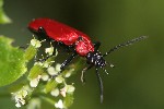 Scharlachroter Feuerkfer (Pyrochroa coccinea)