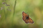 Wegerich-Scheckenfalter (Melitaea cinxia)