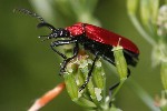 Scharlachroter Feuerkfer (Pyrochroa coccinea)