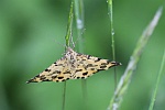 Pantherspanner (Pseudopanthera macularia)