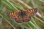 Wegerich-Scheckenfalter (Melitaea cinxia)