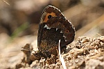 Weibindiger Mohrenfalter (Erebia ligea)