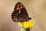 Weibindiger Mohrenfalter (Erebia ligea)