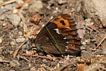 Weibindiger Mohrenfalter (Erebia ligea)