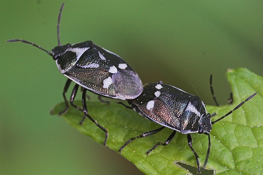 Kohlwanze (Eurydema oleraceum)