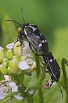 Kohlwanze (Eurydema oleraceum)