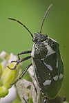 Kohlwanze (Eurydema oleraceum)