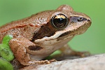 Springfrosch (Rana dalmatina)