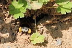 Dunkle Erdhmumel (Bombus terrestris) Dunkle Erdhmumel (Bombus terrestris)