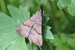Nesselschnabeleule (Hypena proboscidalis)