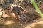 Erdkröte (Bufo bufo) Erdkröte (Bufo bufo)