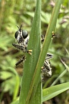 Sbel-Raubfliege (Dysmachus trigonus)