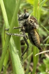 Sbel-Raubfliege (Dysmachus trigonus)