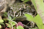 Wechselkrte (Bufo viridis)