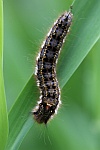 Grasglucke (Euthrix potatoria)