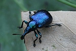 Rebenstecher (Byctiscus betulae)