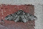 Birkenspanner (Biston betularia)