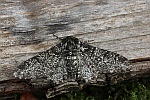 Birkenspanner (Biston betularia)