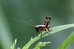 Strauchschrecke (Pholidoptera griseoaptera)