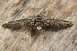 Birkenspanner (Biston betularia)