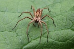 Raubspinne (Pisaura mirabilis)