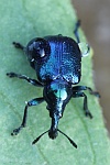 Rebenstecher (Byctiscus betulae)