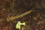Kleinlibellen (Unterordnung zygoptera)