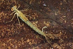 Kleinlibellen (Unterordnung zygoptera)