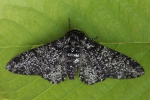 Birkenspanner (Biston betularia)