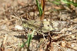 Blauflgelige dlandschrecke (Oedipoda caerulescens)