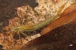 Kleinlibellen (Unterordnung zygoptera) Kleinlibellen (Unterordnung zygoptera)