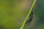 Schlammfliege (Sialis lutaria)