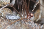 Groe Zitterspinne (Pholcus phalangioides)