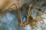 Groe Zitterspinne (Pholcus phalangioides)