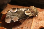 Roseneule (Thyatira batis)