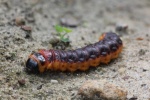 Weidenbohrer (Cossus cossus)