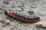 Weidenbohrer (Cossus cossus)