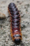 Weidenbohrer (Cossus cossus)