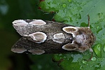 Roseneule (Thyatira batis)