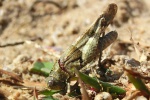 Blauflgelige dlandschrecke (Oedipoda caerulescens)