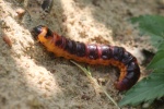 Weidenbohrer (Cossus cossus)