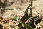 Blauflgelige dlandschrecke (Oedipoda caerulescens)