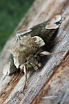 Roseneule (Thyatira batis)