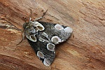 Roseneule (Thyatira batis)